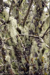 Usnea filipendula image