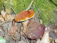 Ganoderma lucidum image