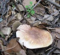 Agaricus kerriganii image