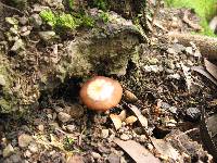 Psathyrella longistriata image