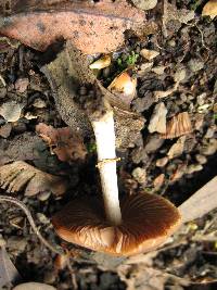 Psathyrella longistriata image