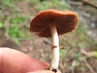 Psathyrella longistriata image