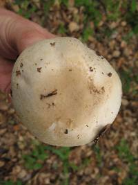 Agaricus albolutescens image