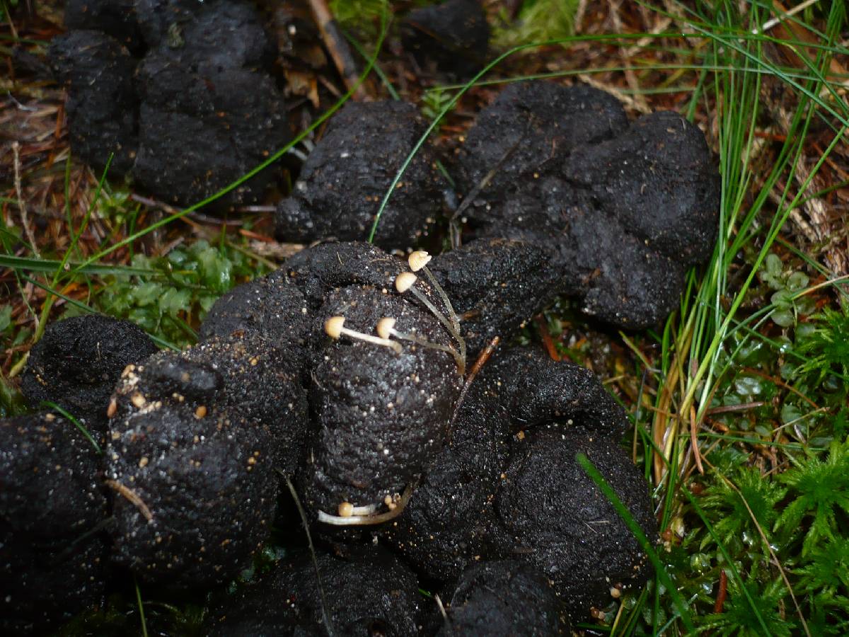 Coprinellus pellucidus image