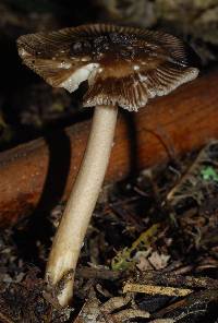 Amanita pekeoides image