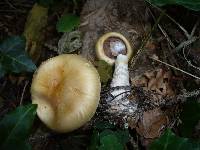 Cortinarius croceocaeruleus image