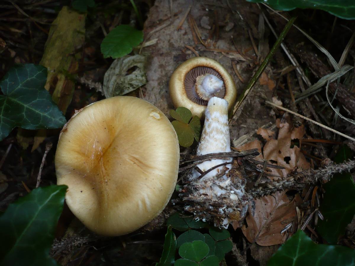 Cortinarius croceocaeruleus image