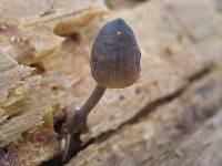 Mycena alcalina image