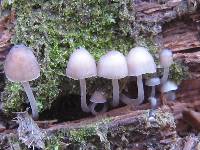 Mycena alcalina image