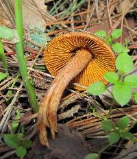 Inocybe cinnamomea image