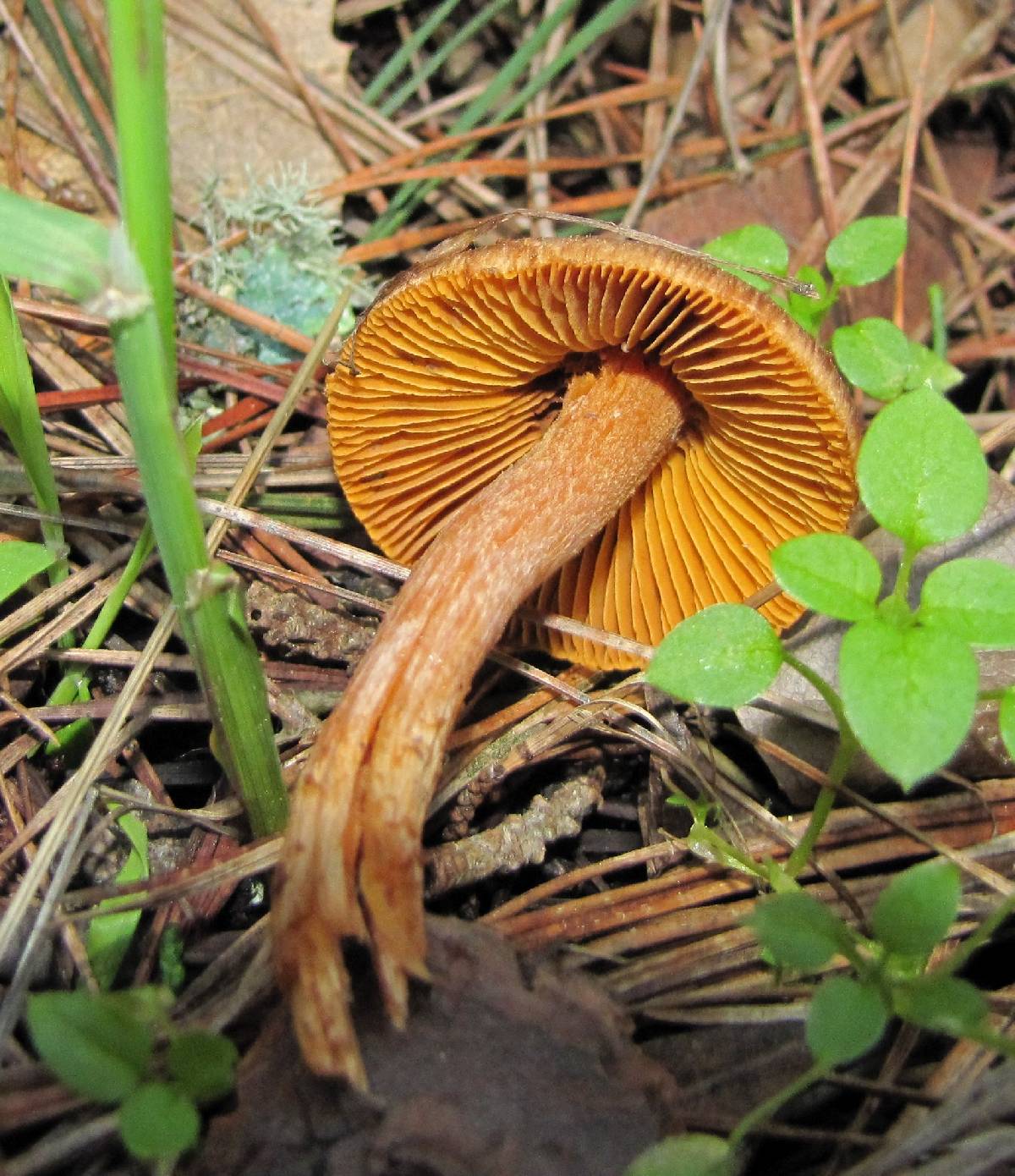 Inocybe cinnamomea image