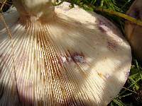 Lactarius pallescens image