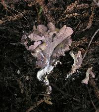 Gomphus clavatus image