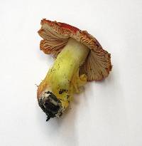 Hygrocybe laetissima image