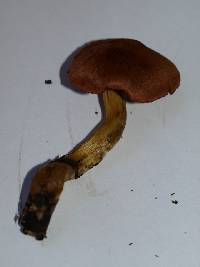 Cortinarius smithii image