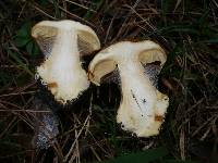 Cortinarius elegantior image