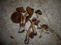 Cortinarius fulvescens image