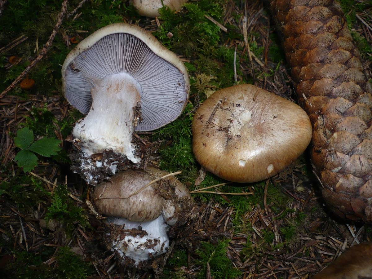 Cortinarius glaucopus var. olivaceus image