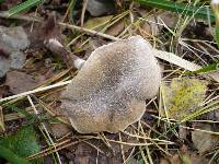 Cortinarius hemitrichus image