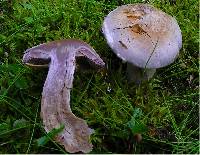 Cortinarius camphoratus image