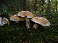 Cortinarius turmalis image