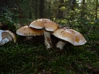 Cortinarius turmalis image