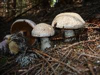 Cortinarius traganus image