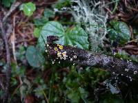 Capitotricha bicolor image