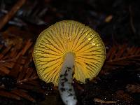 Hygrocybe flavifolia image