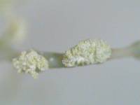 Ramalina petrina image