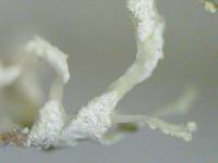 Ramalina petrina image