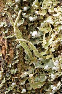 Cladonia coniocraea image