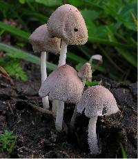 Coprinopsis pseudonivea image