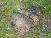 Calvatia cyathiformis image