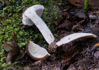 Lactarius wirrabara image