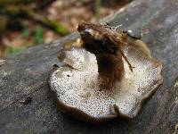 Polyporus brumalis image