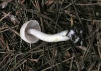 Inocybe whitei image