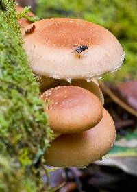 Lentinula lateritia image