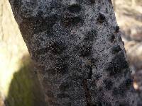 Encoelia fascicularis image