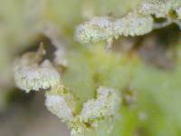 Heterodermia speciosa image