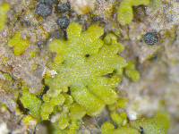 Phaeophyscia rubropulchra image