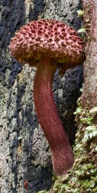 Boletellus emodensis image