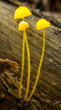 Mycena oregonensis image