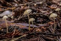 Mycena clavicularis image