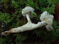 Tricholoma griseoviolaceum image