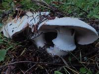 Agaricus hondensis image