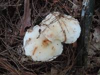 Rhodocollybia maculata image
