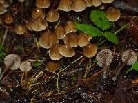 Psilocybe pelliculosa image