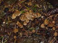 Psilocybe pelliculosa image