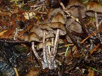 Psilocybe pelliculosa image